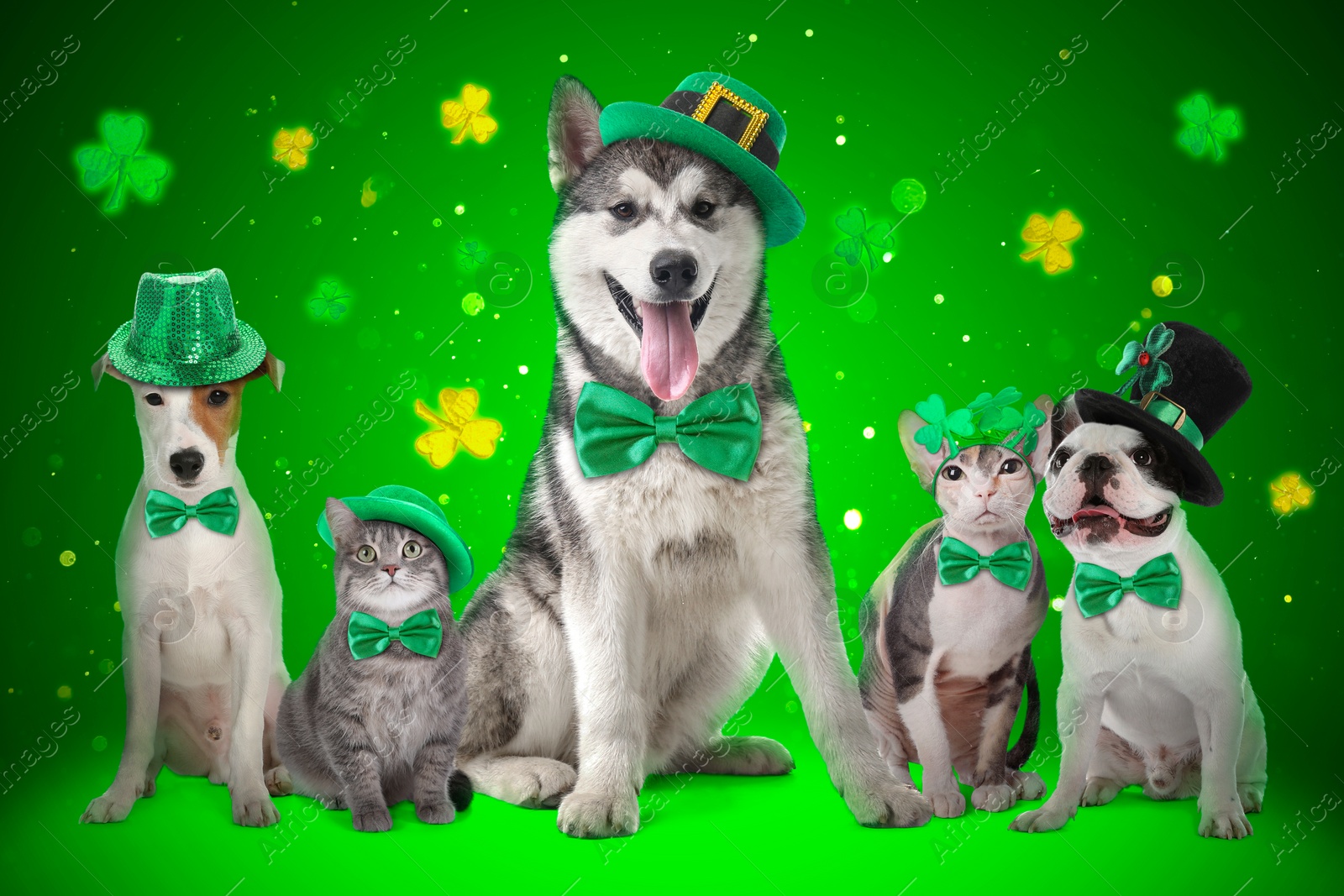 Image of St. Patrick's day celebration. Cute dogs and cats with festive accessories on green background