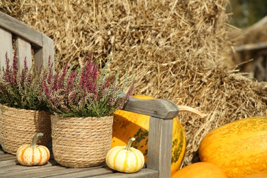 Beautiful heather flowers in pots and pumpkins on wooden bench outdoors, space for text