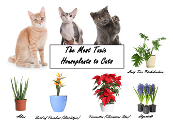 Image of Set of house plants poisonous to cats and kittens on white background