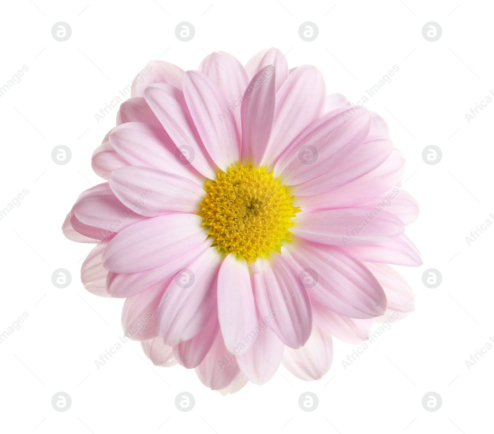 Photo of Beautiful and delicate chamomile flower on white background