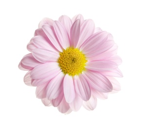 Beautiful and delicate chamomile flower on white background