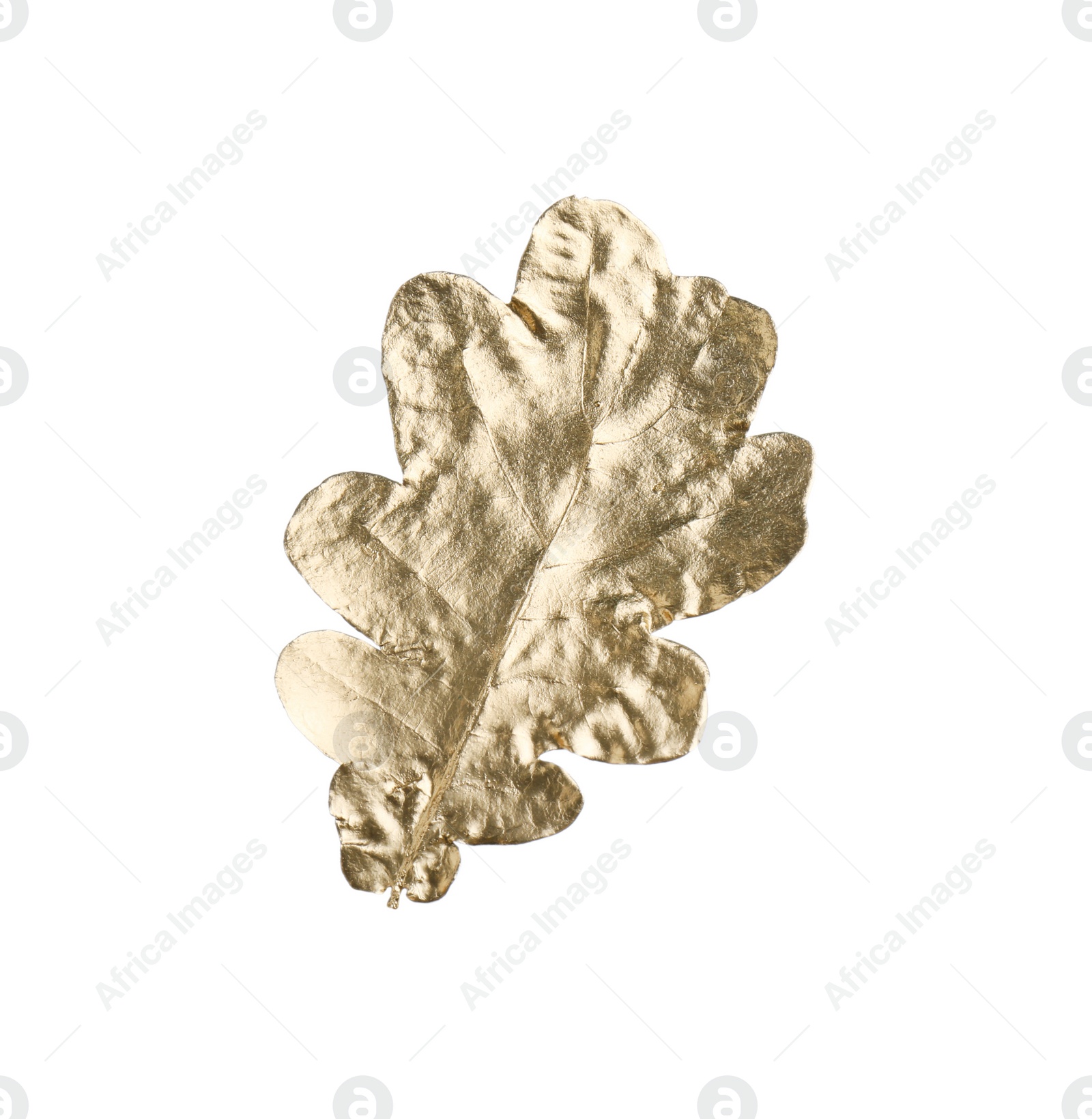 Photo of One golden oak leaf isolated on white. Autumn season