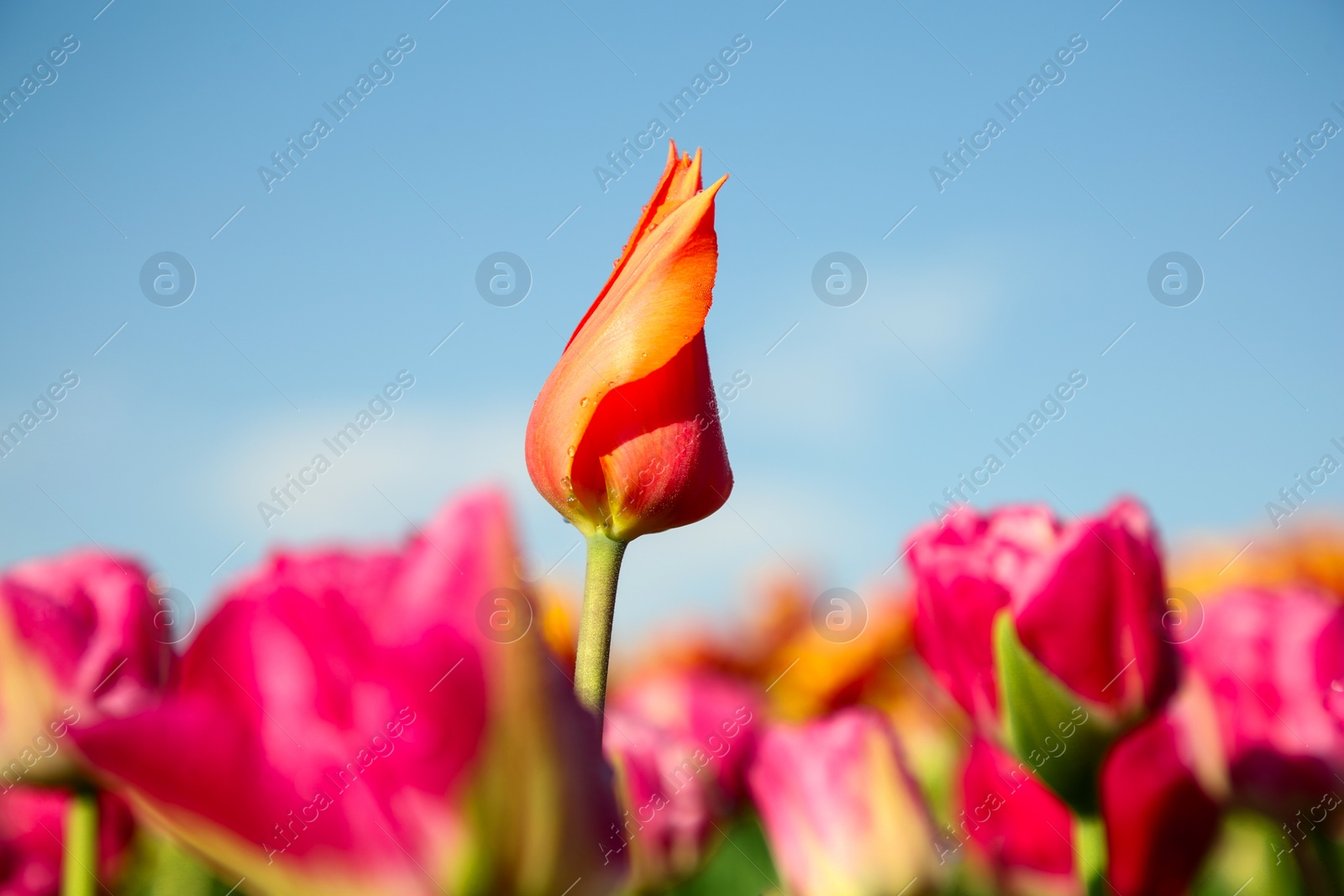 Photo of Beautiful pink tulip flowers growing in field on sunny day, selective focus