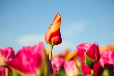 Photo of Beautiful pink tulip flowers growing in field on sunny day, selective focus