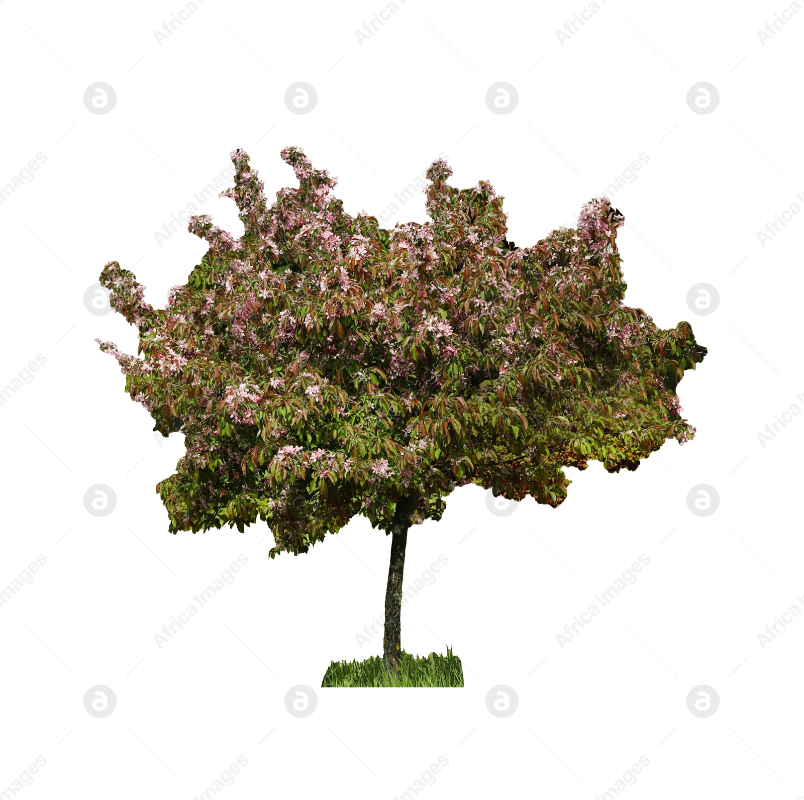 Image of Beautiful tree with blossoms and green leaves isolated on white 