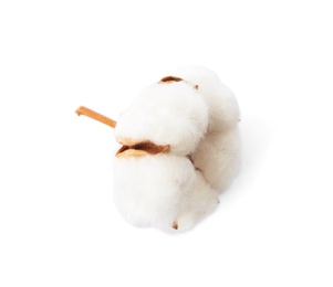 Beautiful fluffy cotton flower on white background