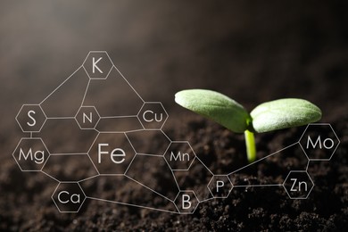 Young seedling growing in soil and scheme with chemical elements