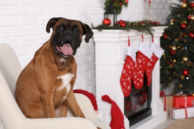 Cute dog on armchair in room decorated for Christmas