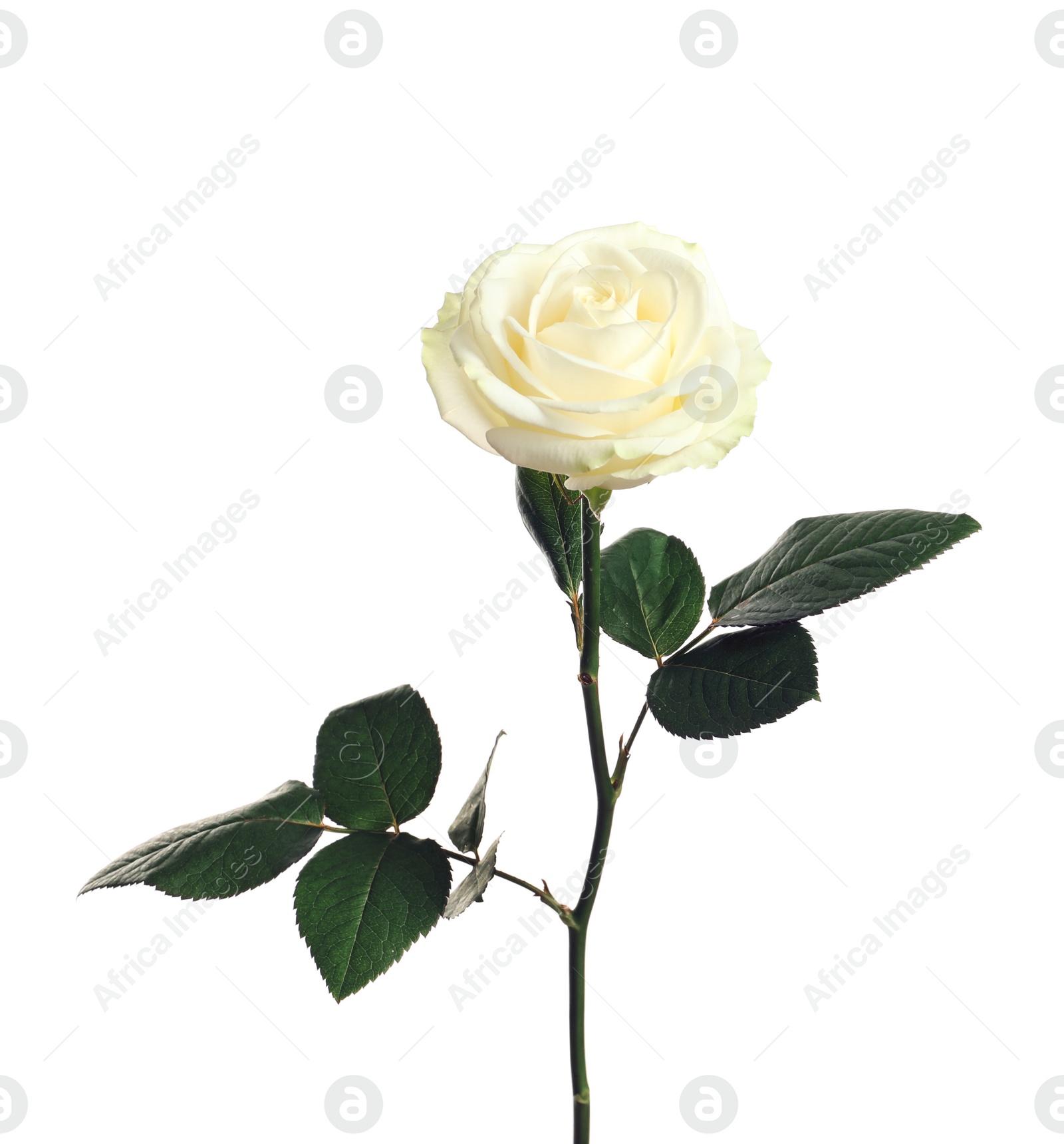 Photo of Beautiful blooming rose flower on white background