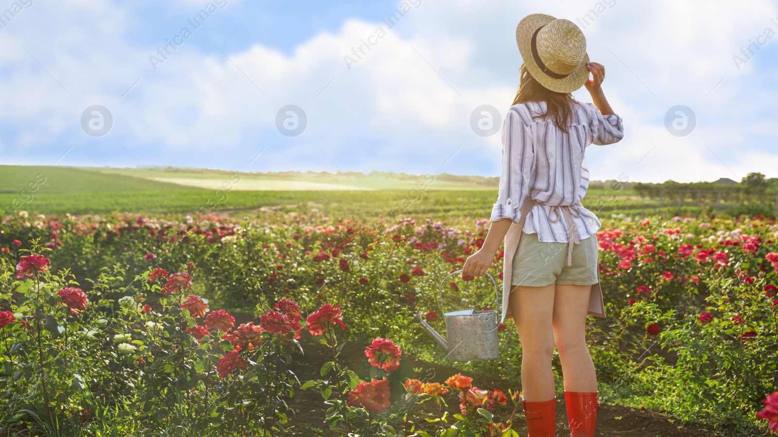 Photo of Woman with watering can near rose bushes outdoors. Gardening tool