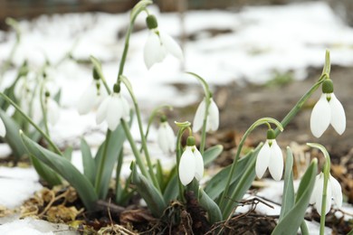 Photo of Beautiful blooming snowdrops growing outdoors, space for text. Spring flowers