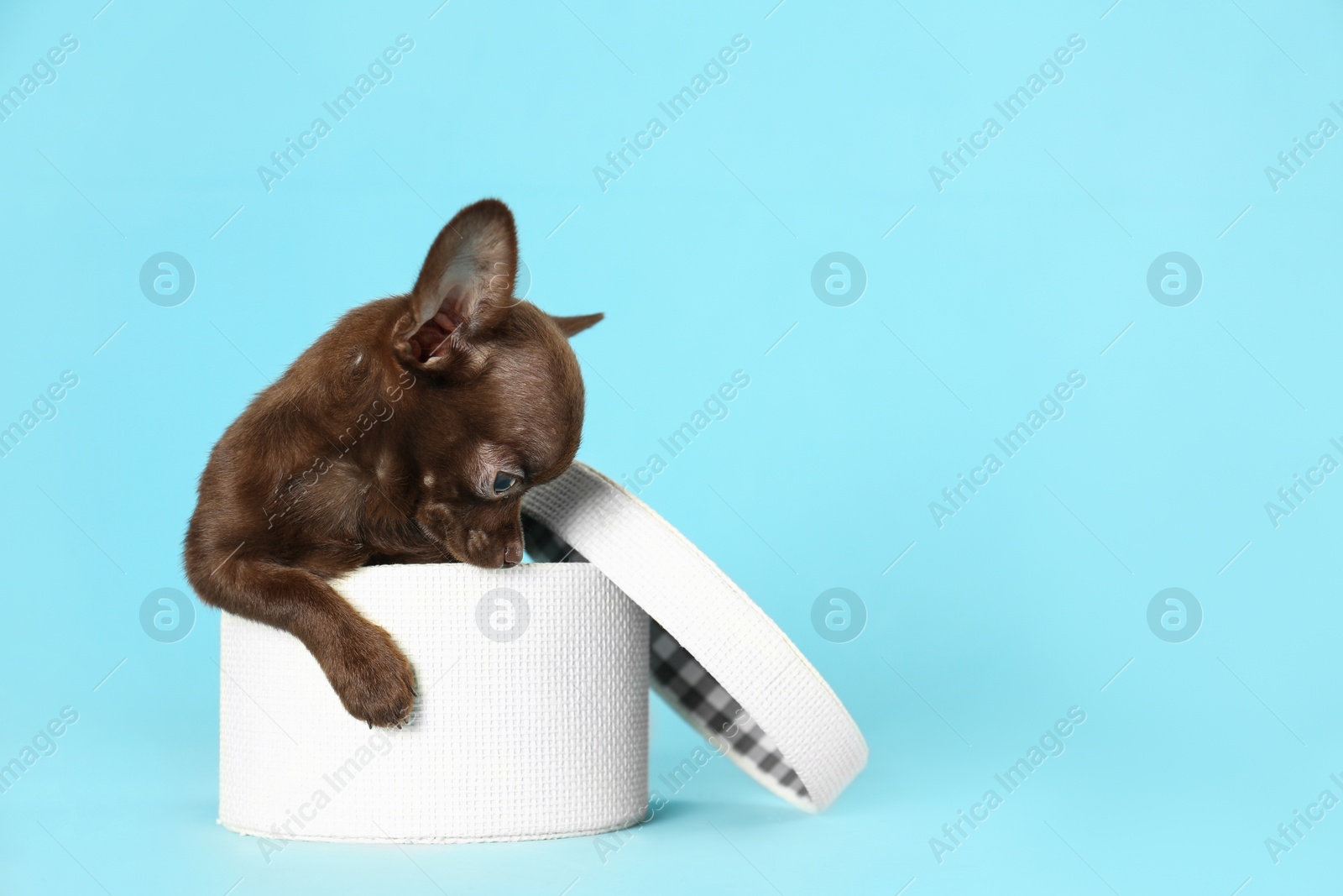 Photo of Cute small Chihuahua dog in gift box on light blue background. Space for text