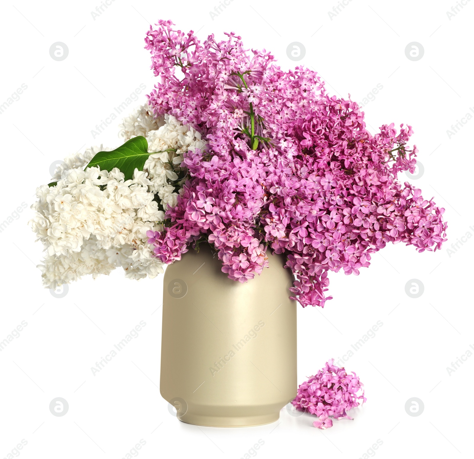 Photo of Beautiful lilac flowers in vase isolated on white