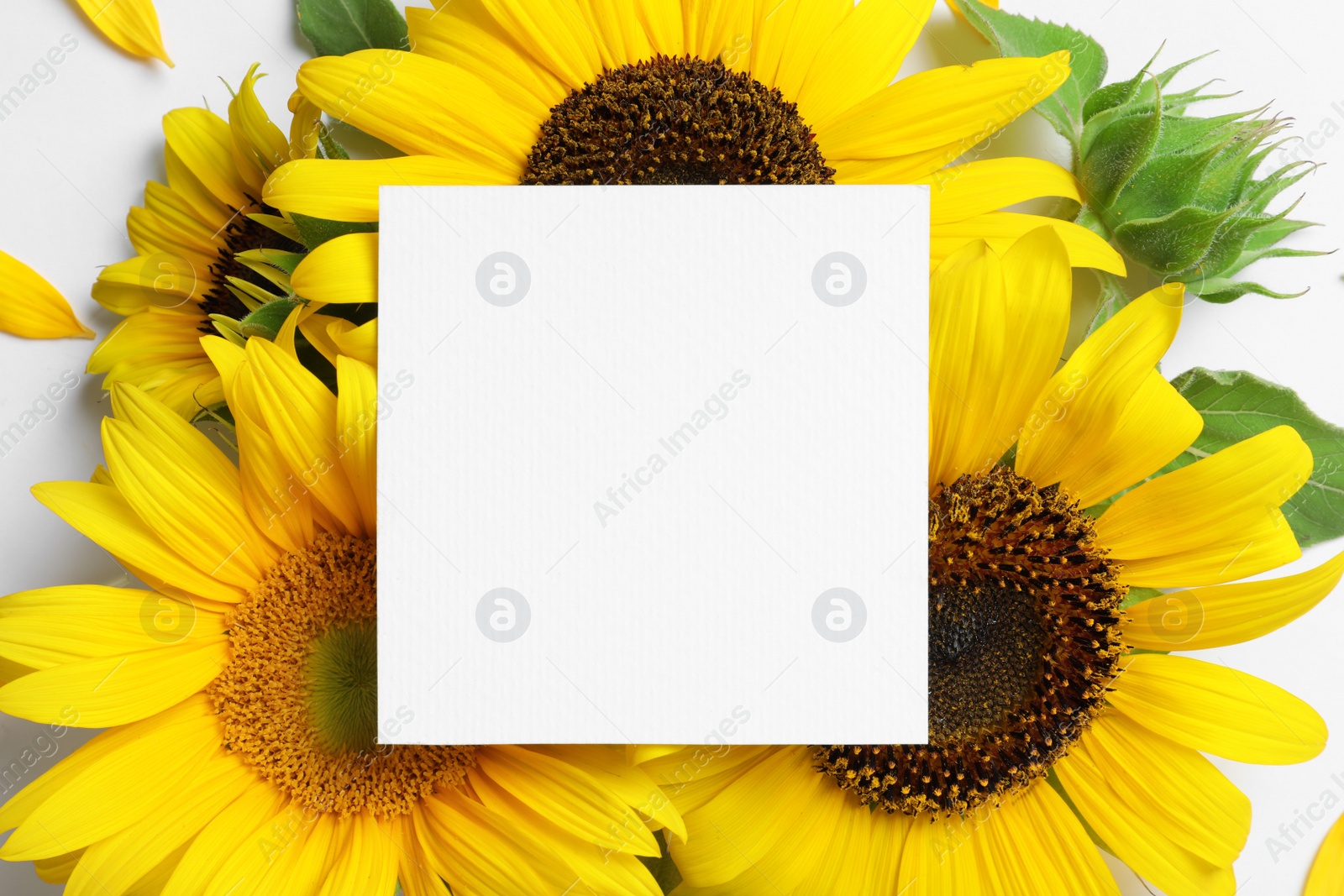 Photo of Beautiful bright sunflowers and card on white background