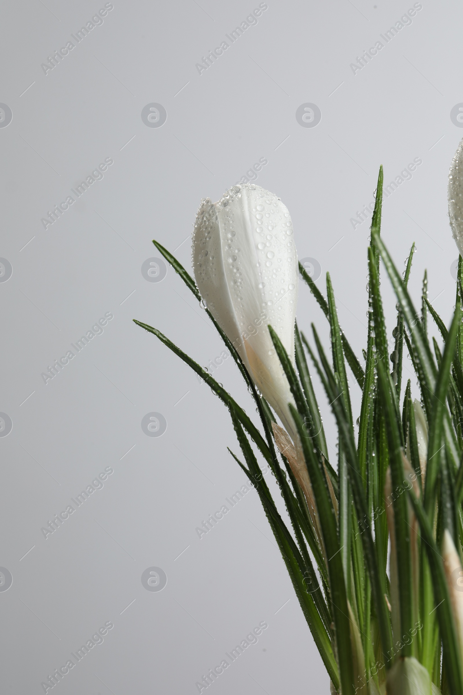 Photo of Beautiful crocuses with dew drops on white background. Space for text