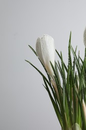 Beautiful crocuses with dew drops on white background. Space for text