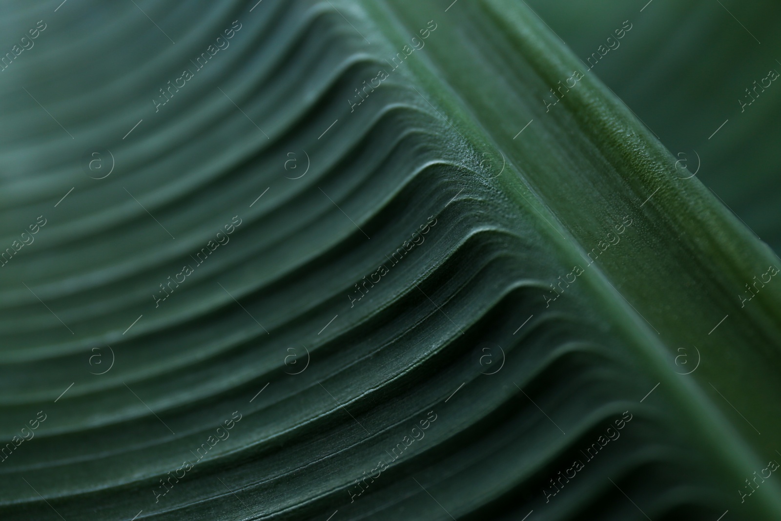 Photo of Green banana leaf as background, closeup view. Tropical foliage