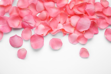 Photo of Beautiful pink rose flower petals on white background, top view