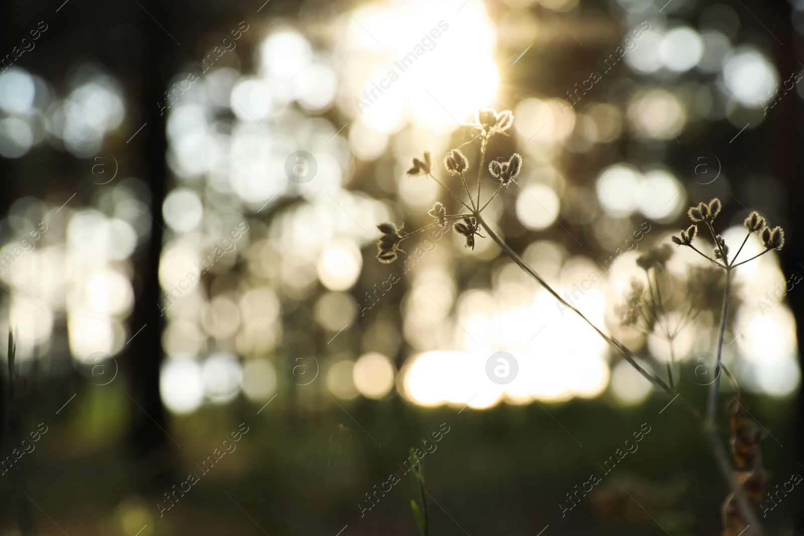 Photo of Beautiful view of plant growing in forest at sunset, closeup. Space for text