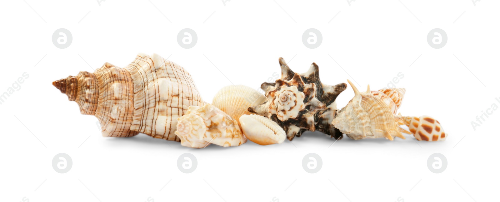 Photo of Beautiful exotic sea shells isolated on white