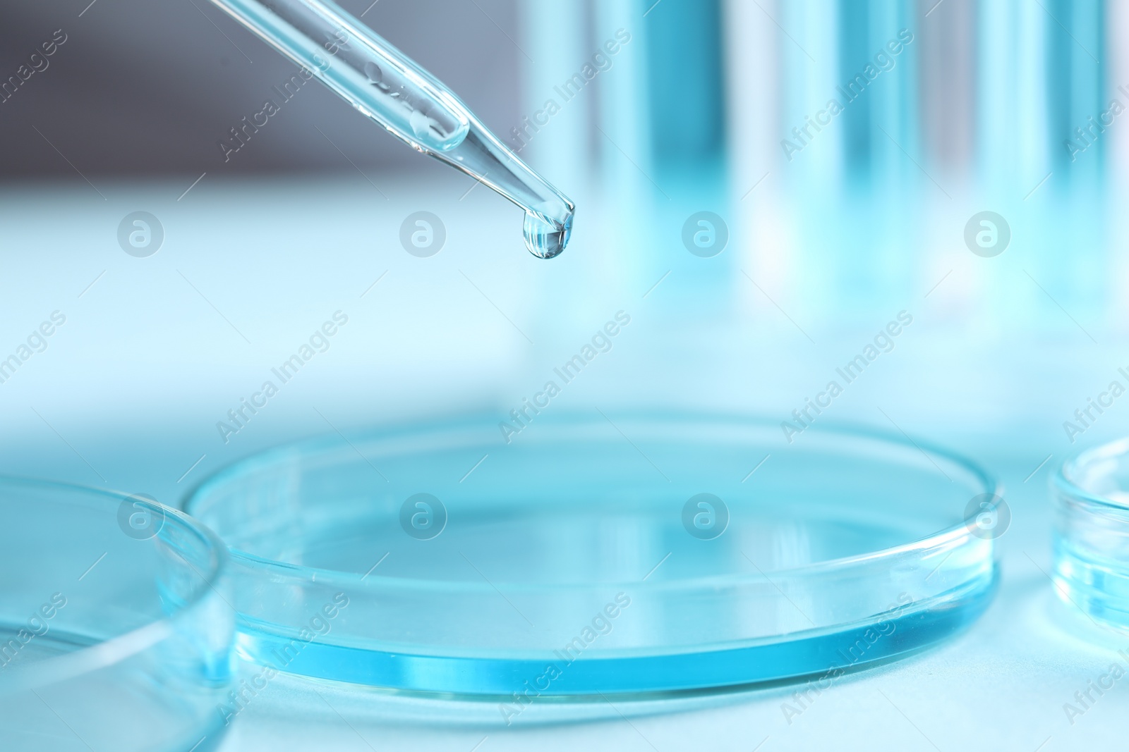 Photo of Dripping liquid from pipette into petri dish on blurred background, closeup. Laboratory analysis