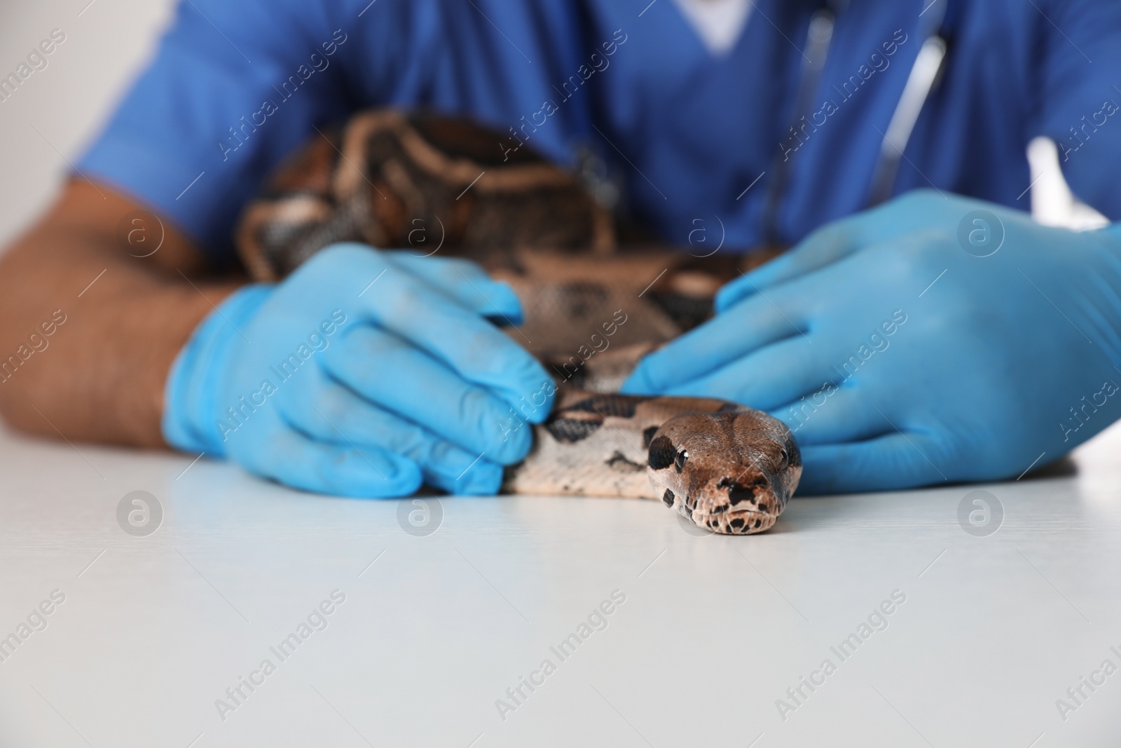 Photo of Male veterinarian examining boa constrictor in clinic, closeup