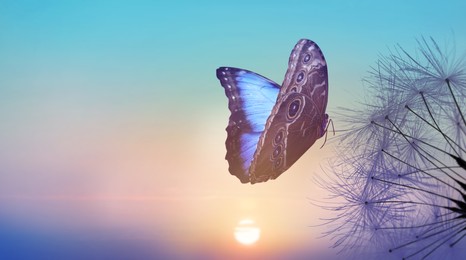 Image of Beautiful butterfly and delicate fluffy dandelion at sunset