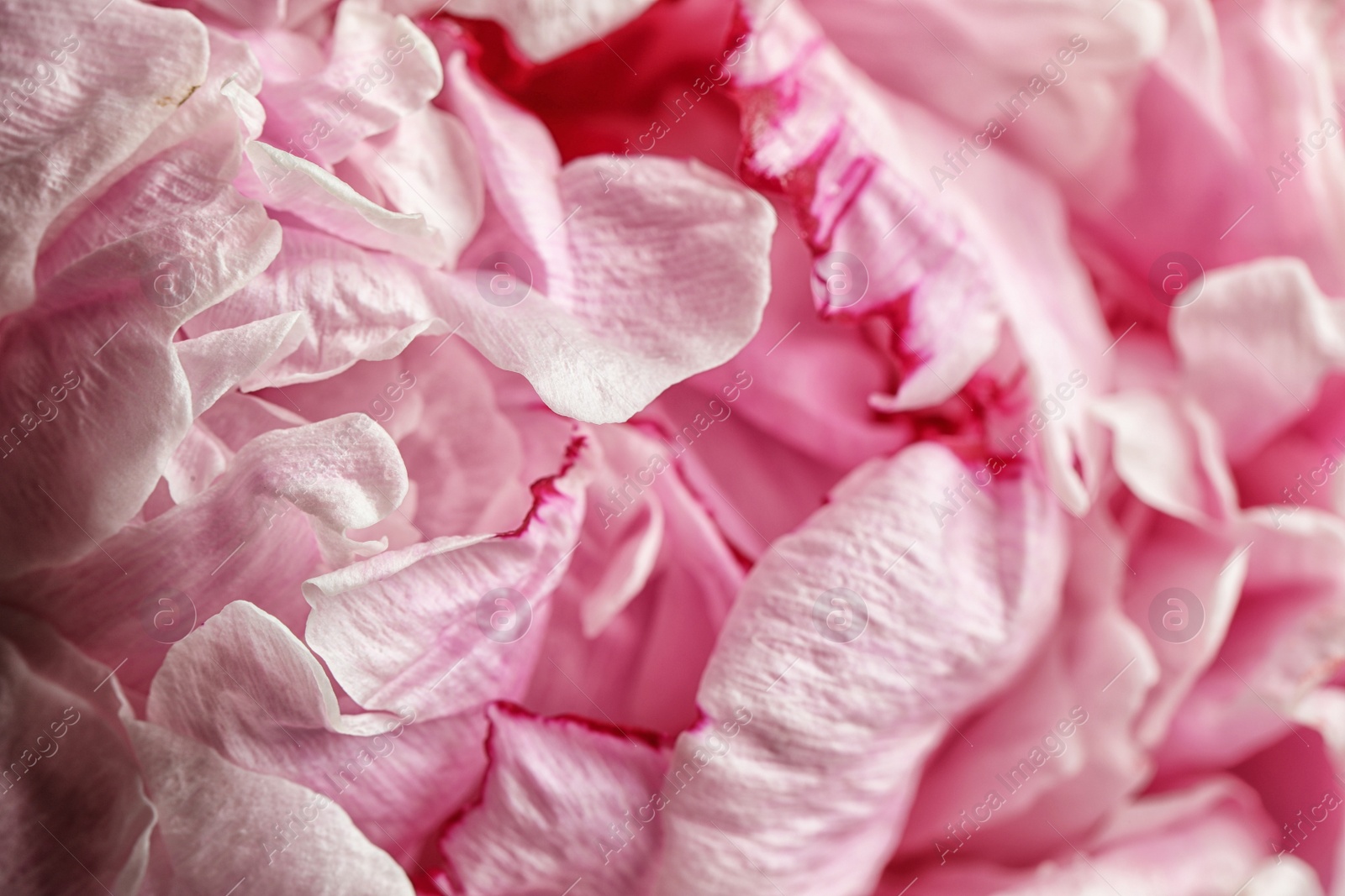 Photo of Closeup view of beautiful blooming peony as background. Floral decor