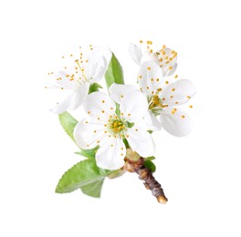 Photo of Beautiful spring blossoms with leaves isolated on white