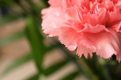 Photo of Tender carnation flower with water drops on blurred background, closeup. Space for text