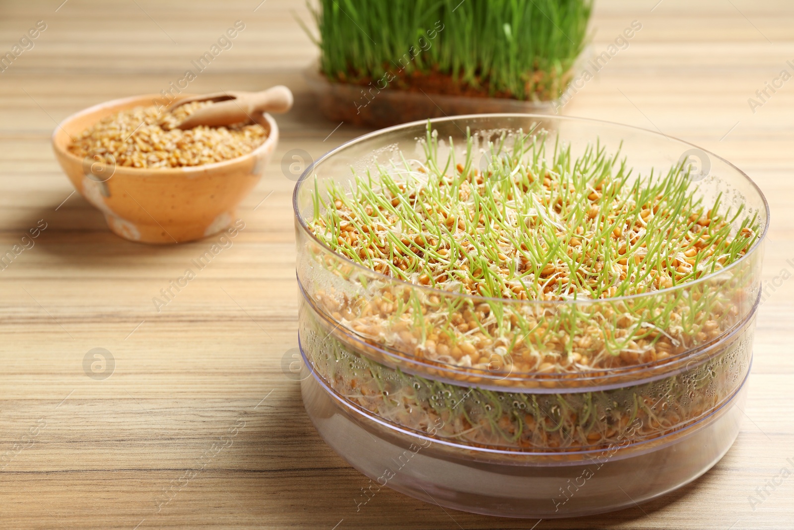 Photo of Fresh wheat grass in sprouter on table, space for text