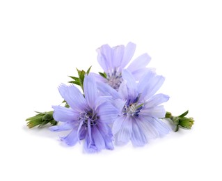 Photo of Beautiful tender chicory flowers on white background