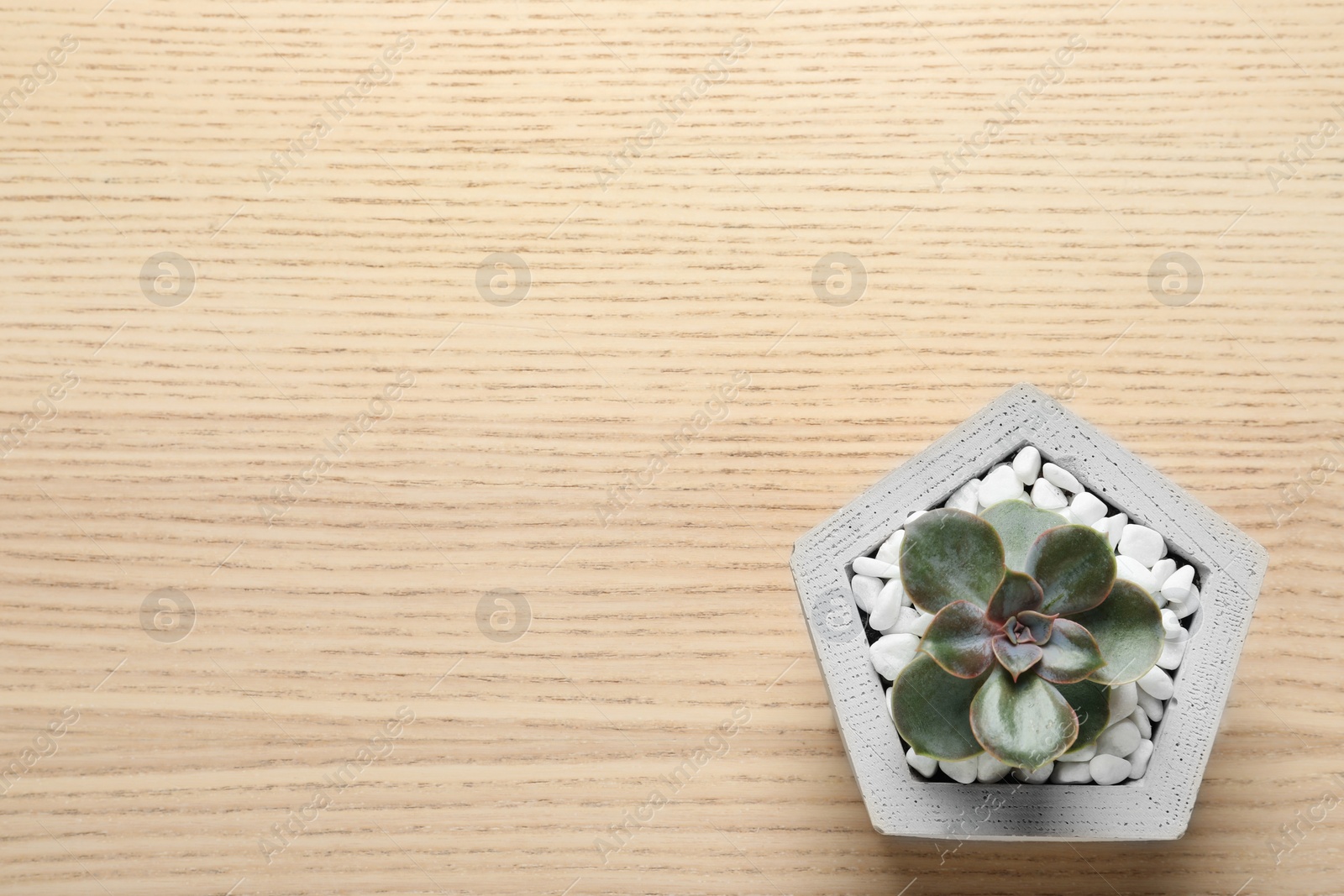 Photo of Beautiful succulent plant in stylish flowerpot on wooden background, top view with space for text. Home decor
