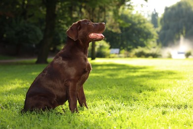 Adorable Labrador Retriever dog in park on sunny day, space for text