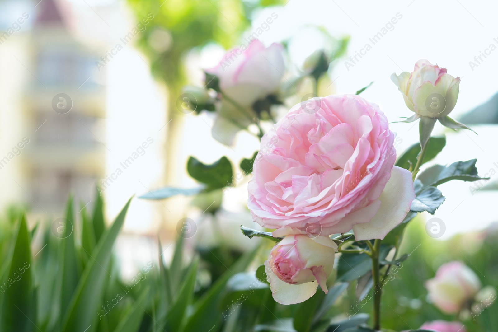 Photo of Beautiful blooming rose bush outdoors, closeup view