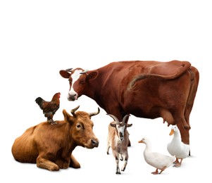 Group of different farm animals on white background 