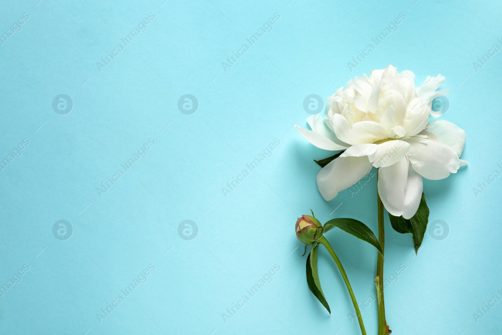 Photo of Beautiful peony on color background, flat lay with space for text