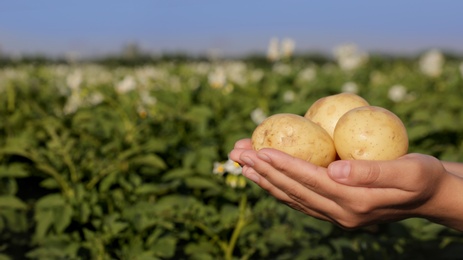 Woman holding bunch of potato against blooming field, closeup