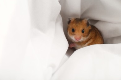 Photo of Cute little hamster in white fabric, space for text