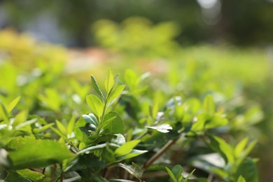 Photo of Beautiful plant growing outdoors, closeup. Space for text