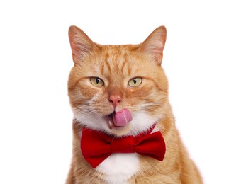 Photo of Cute cat with red bow tie licking itself on white background