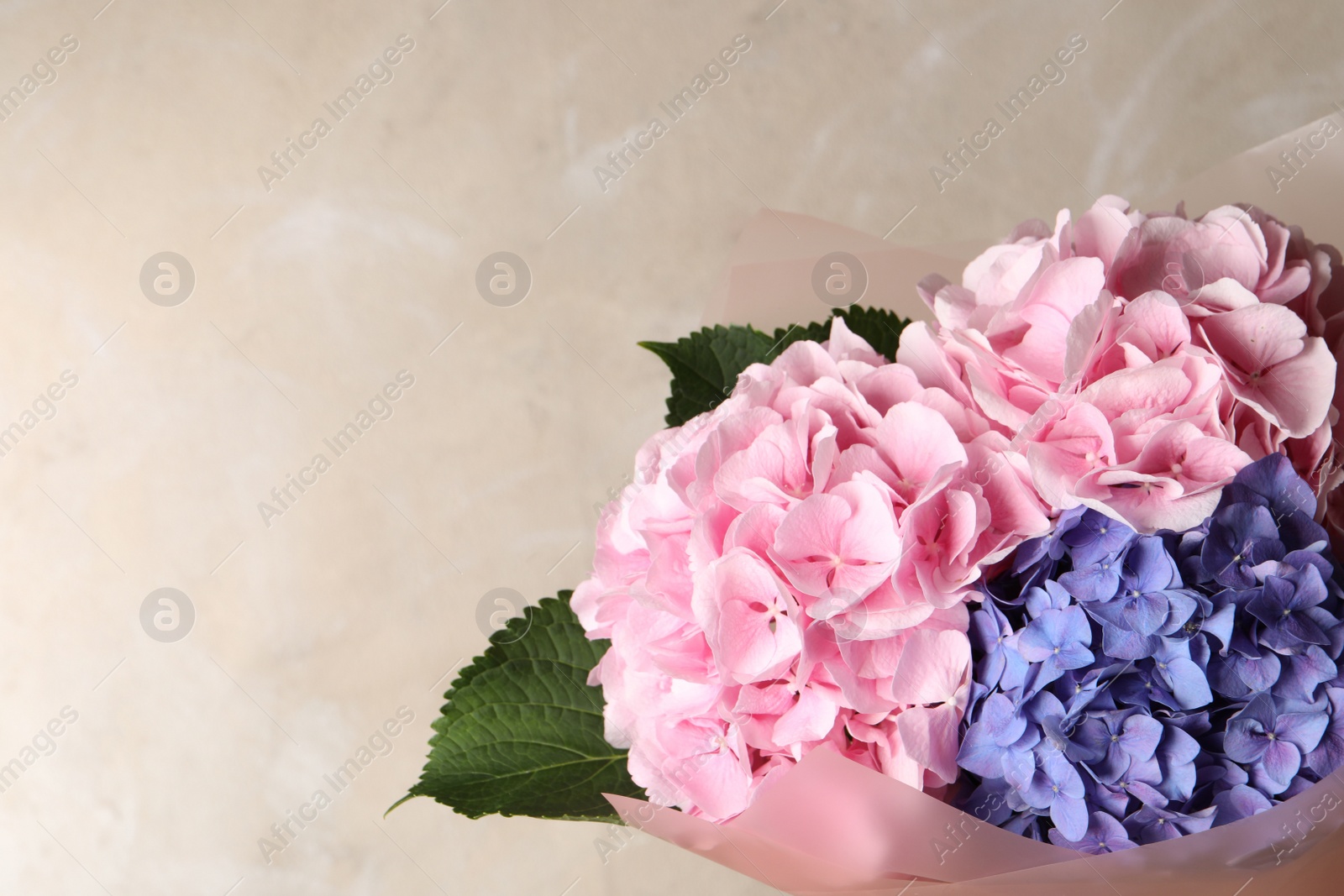 Photo of Bouquet with beautiful hortensia flowers on beige background. Space for text