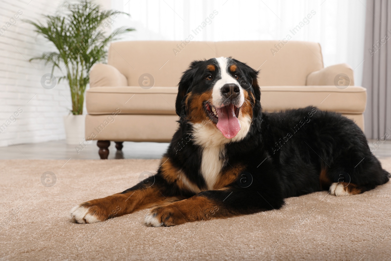 Photo of Bernese mountain dog lying on carpet in living room