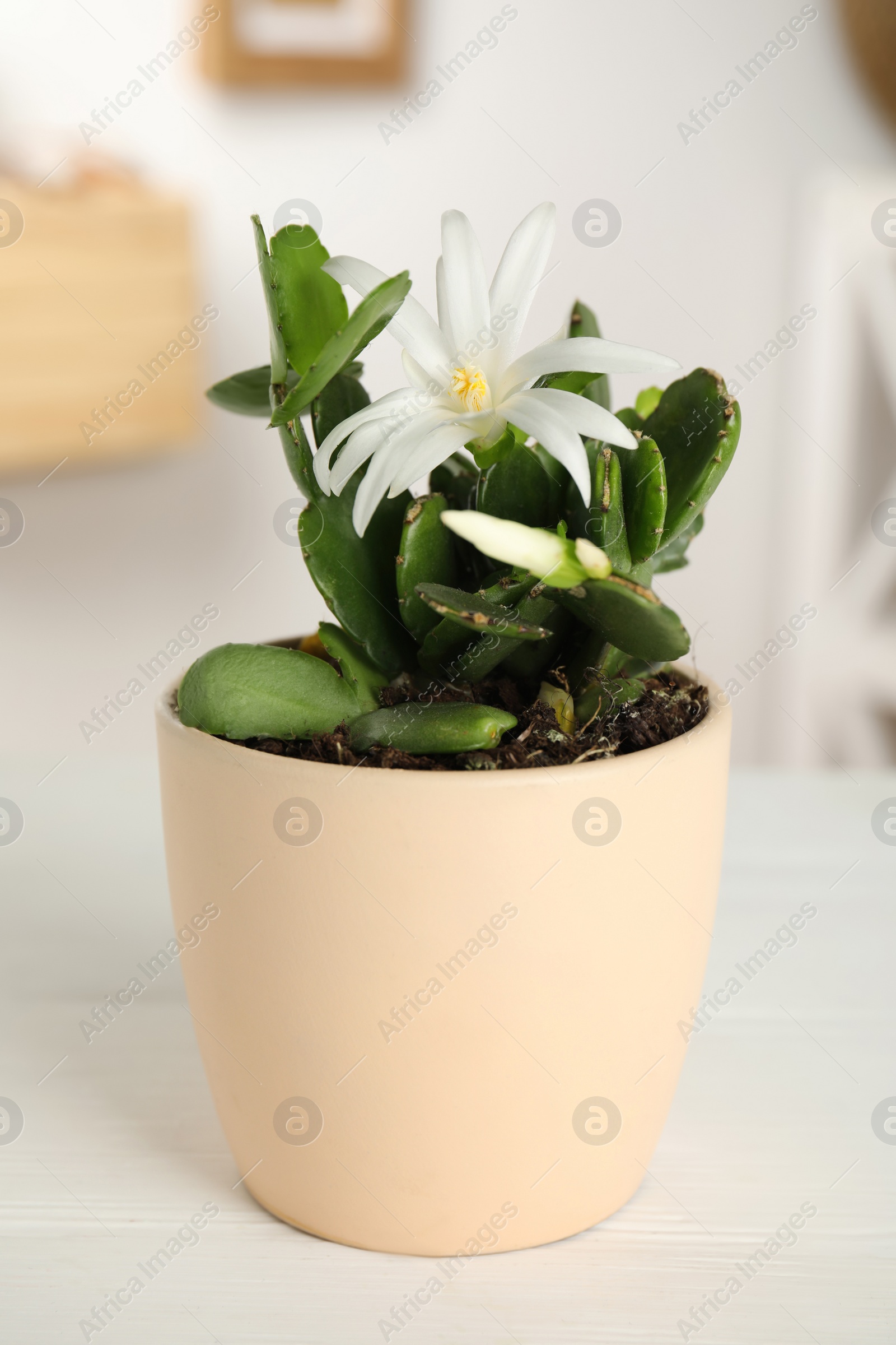 Photo of Beautiful blooming Schlumbergera (Christmas or Thanksgiving cactus) on white table