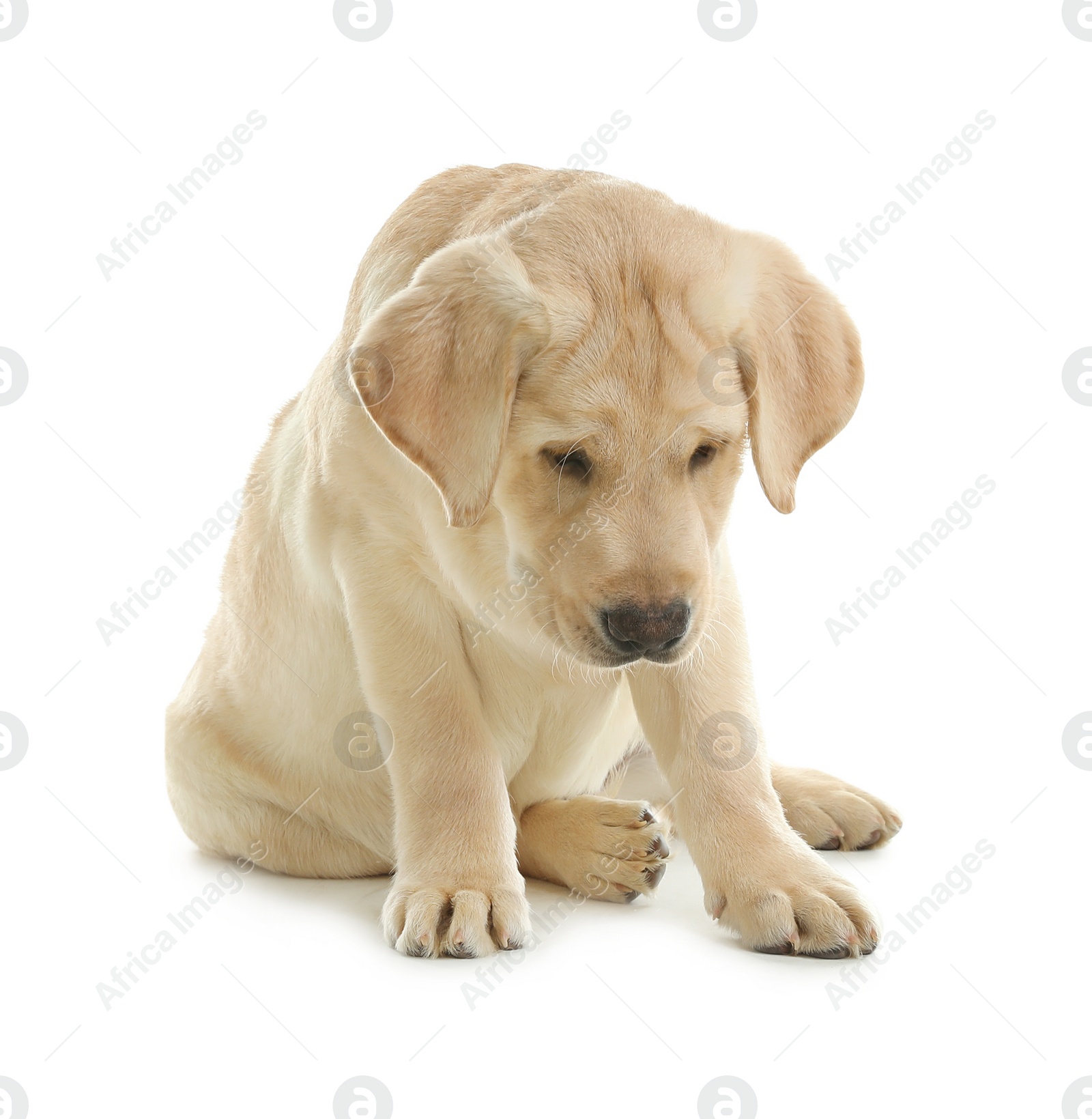 Photo of Cute yellow labrador retriever puppy isolated on white