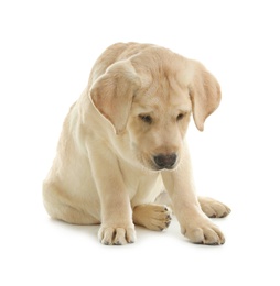 Cute yellow labrador retriever puppy isolated on white