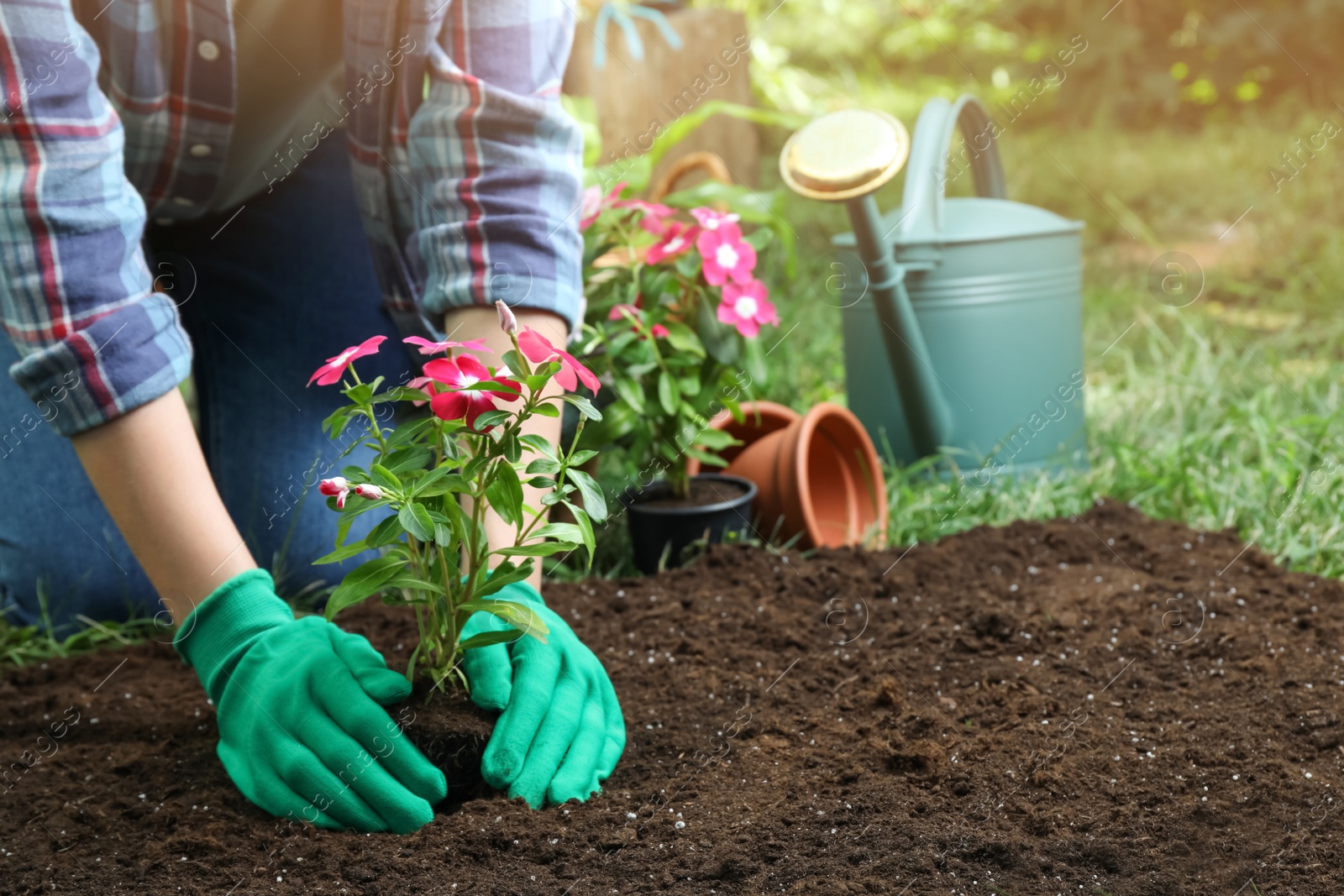 Photo of Woman transplanting beautiful pink vinca flower into soil in garden, closeup. Space for text