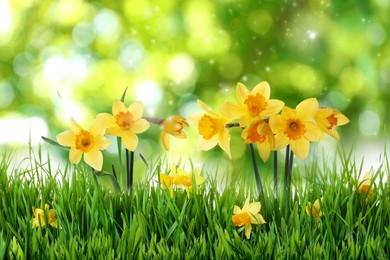 Beautiful blooming yellow daffodils outdoors on sunny day