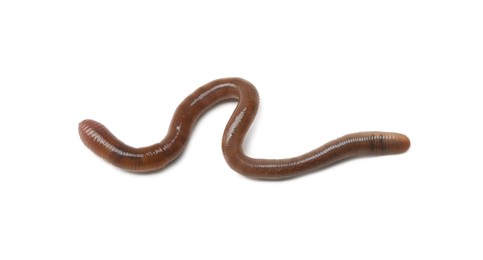 Photo of One earthworm isolated on white. Terrestrial invertebrates