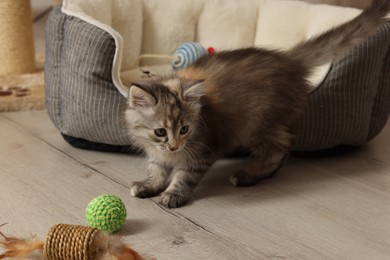 Cute fluffy kitten with toys at home